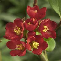 chaenomeles speciosa hot fire large plant 1 x 36 litre potted chaenome ...