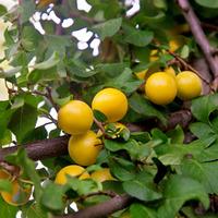 cherry plum hedging 10 bare root hedging plants