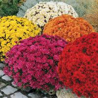 Chrysanthemum \'Hardy Patio Mixed\' - 5 chrysanthemum Postiplug plants - 1 of each colour