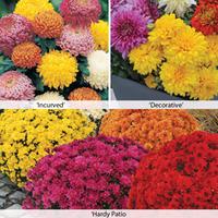 Chrysanthemum \'Bumper Pack\' - 15 chrysanthemum Postiplug plants - 5 of each variety