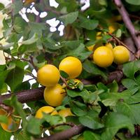 Cherry plum (Hedging) - 1 bare root hedging plant