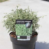 Chamaecyparis lawsoniana \'Pearly Swirls\' (Large Plant) - 2 x 3 litre potted chamaecyparis plants