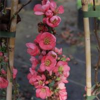 Chaenomeles x superba \'Pink Lady\' (Large Plant) - 2 x 3.6 litre potted chaenomeles plants