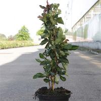 Chaenomeles x superba \'Fire Dance\' (Large Plant) - 2 x 3.6 litre potted chaenomeles plants