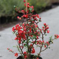 Chaenomeles x superba \'Crimson and Gold\' (Large Plant) - 2 x 3.6 litre potted chaenomeles plants