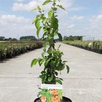 Chaenomeles x superba \'Cameo\' (Large Plant) - 2 x 3.6 litre potted chaenomeles plants