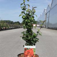 Chaenomeles \'Friesdorfer Typ 205\' (Large Plant) - 2 x 3.6 litre potted chaenomeles plants