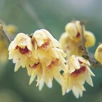 Chimonanthus praecox (Large Plant) - 2 x 3.5 litre potted chimonanthus plants