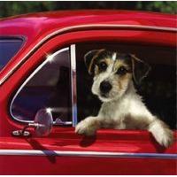Chip on his Travels blank card