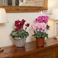 Christmas Cyclamen 13cm - 3 plants in flower in mix of colou