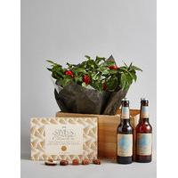 Chilli Plant, Beer & Swiss Chocolates Hamper