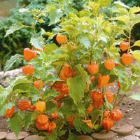 Chinese Lantern (Seeds) - 1 packet (110 Chinese lantern seeds)