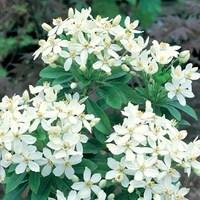 choiysa ternata mexican orange blossom 1 plant 3 litre