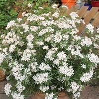 Choisya White Dazzler 1 Plant 9cm Pot