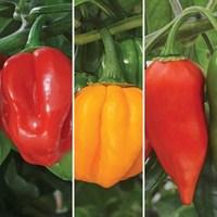 chilli peppers very hot collection 6 large plants