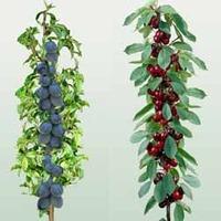 Cherry & Plum (Mini Fruit Trees ) - 2 plants in 9cm pots - 1 of each variety