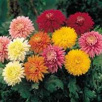 chrysanthemum decorative 5 chrysanthemum plug plants