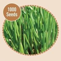 Chive 1000 Seeds