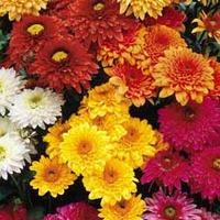 Chrysanthemum \'Double American Spray\' - 20 chrysanthemum plug plants