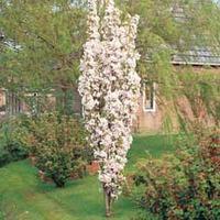 Cherry \'Amanogawa\' - 1 bare root cherry tree