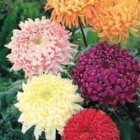 Chrysanthemum \'Incurving Collection\' - 5 chrysanthemum plug plants