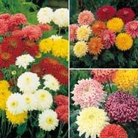 Chrysanthemum Collection - 15 chrysanthemum plug plants - 5 of each type