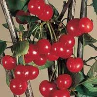 Cherry \'Stella\' - 1 cherry tree