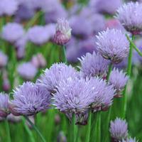 Chives (Seeds) - 1 packet (700 chive seeds)