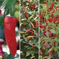 Chilli Peppers - Medium Hot Collection 6 Large Plants