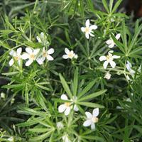 Choisya x dewitteana \'White Dazzler\' (Large Plant) - 1 choisya plant in 3.5 litre pot