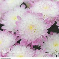 Chrysanthemum \'Improved Appleblossom\' - 5 chrysanthemum plug plants