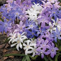 Chionodoxa Mixed - 100 chionodoxa bulbs