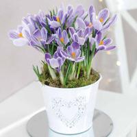 christmas crocus bicolour crocus bulbs in 14cm zinc pan