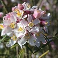 Choisya ternata Apple Blossom 1 x 9cm Plant