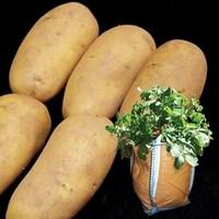 Charlotte Seed Potatoes (2kg) plus 4 Planters