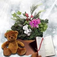 christmas mix winter 1 pre planted container with teddy bear plus diar ...
