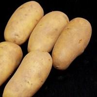 charlotte seed potatoes 1kg