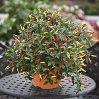 Chilli Pepper Basket of Fire 1 Pre Planted Container