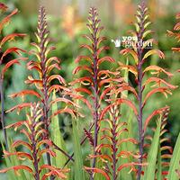 Chasmanthe floribunda Saturnus 8...