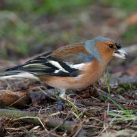 Chaffinch