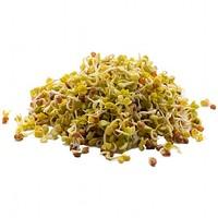 China Rose Radish Sprouts (100g)