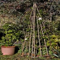 Chairworks Set of 3 Plant Climbers