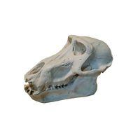 charles darwin baboon skull small