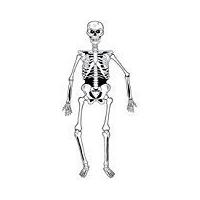 Children\'s Jointed Skeleton 140cm Costume Medium 8-10 Yrs (140cm) For Halloween