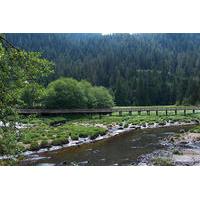 City and Wildlife Trolley Tour of Ketchikan