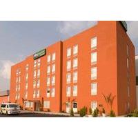 City Express Junior Chihuahua