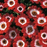 Cineraria \'Jester Scarlet\' - 1 packet (25 cineraria seeds)