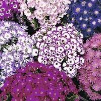 Cineraria \'Dwarf British Beauty Mixed\' - 1 packet (40 cineraria seeds)