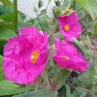 Cistus x pulverulentus \'Sunset\' (Large Plant) - 1 x 3.6 litre potted clematis plant