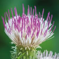 cirsium pink blush 2 x 9cm potted cirsium plants